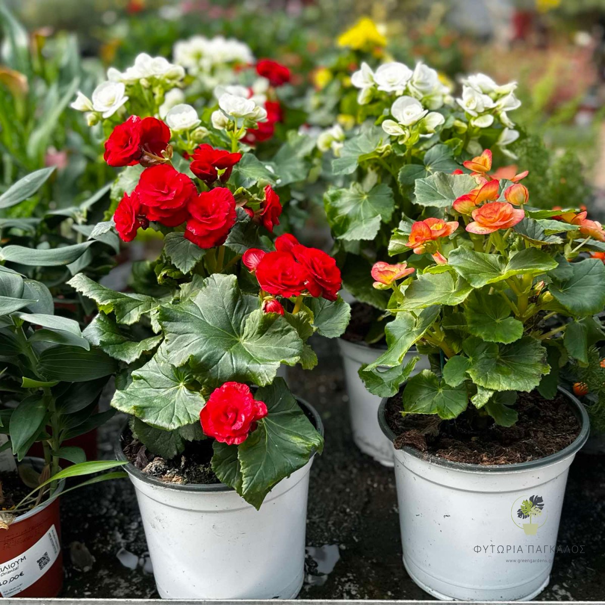 Μπιγκόνια Ελάτιορ (Begonia × elatior) | Ανθοφόρο Φυτό Εσωτερικού Χώρου - 2 lt